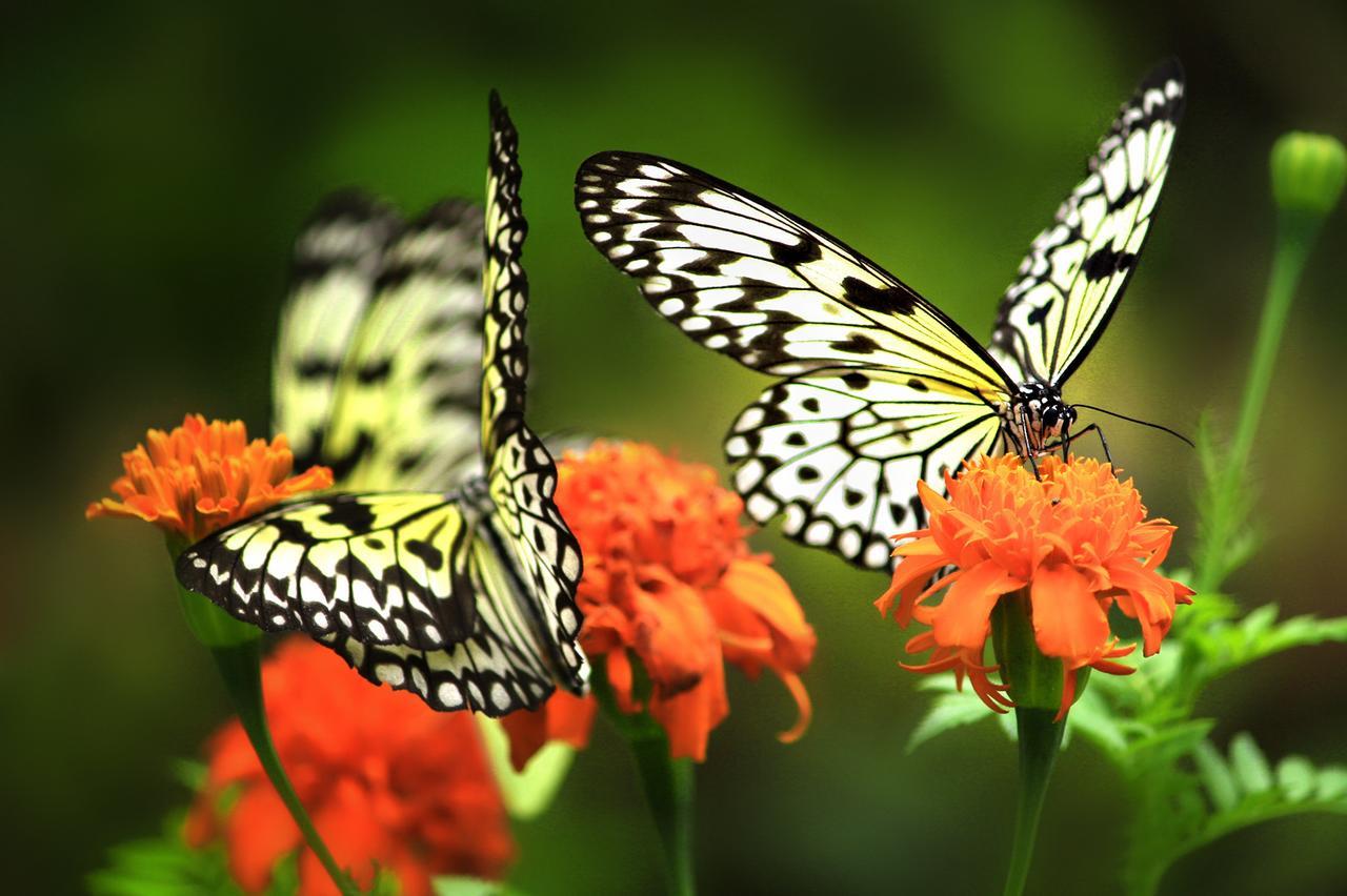 Eden Nature Park And Resort Davao Ngoại thất bức ảnh