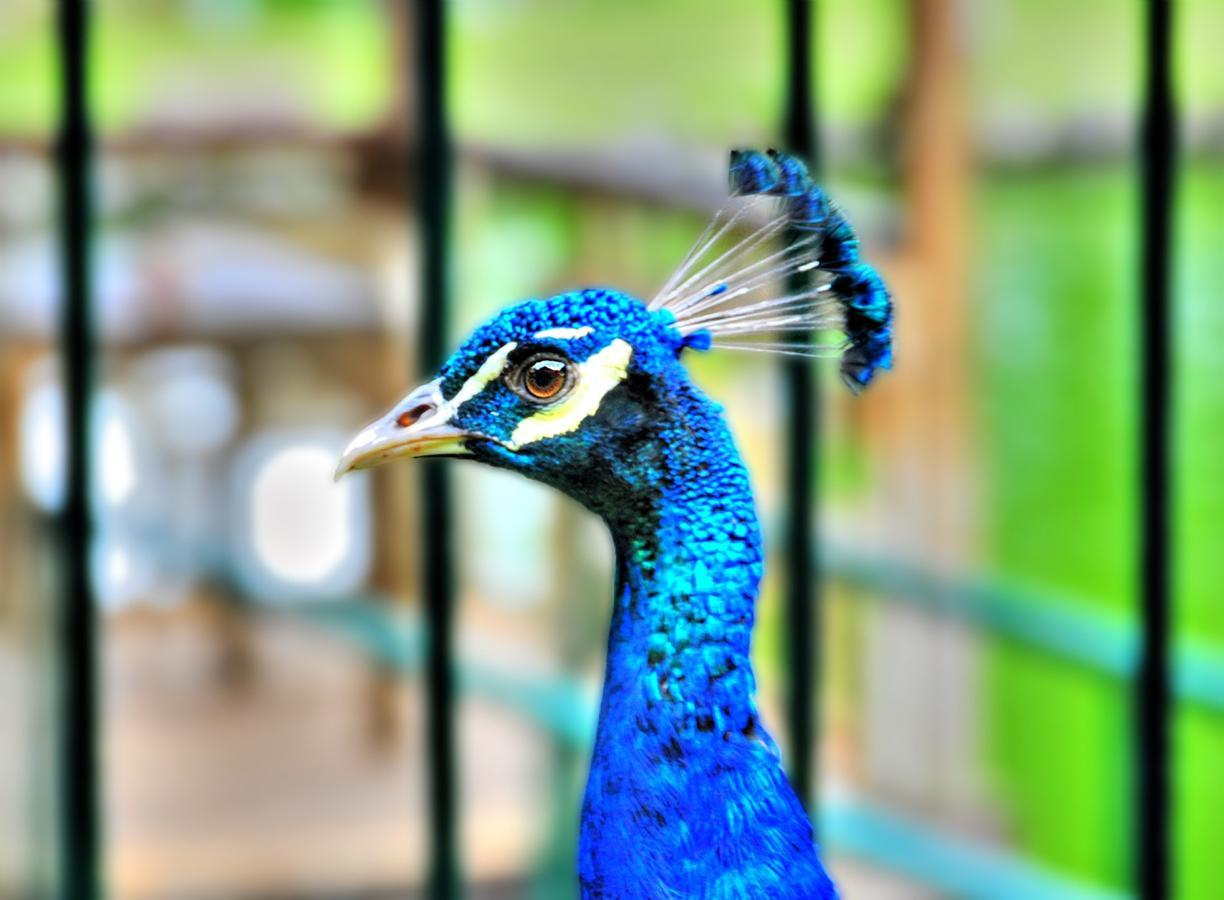 Eden Nature Park And Resort Davao Ngoại thất bức ảnh
